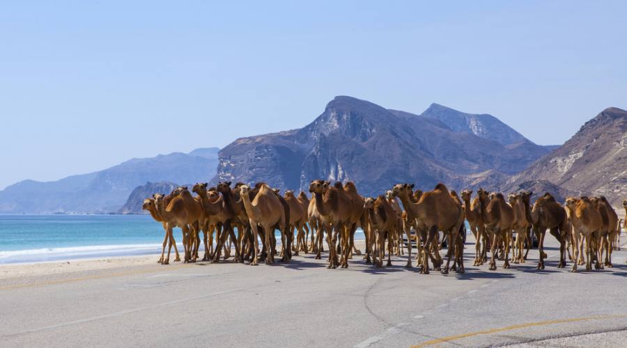 Camel Crossing nel Sud Oman