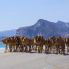 Camel Crossing nel Sud Oman