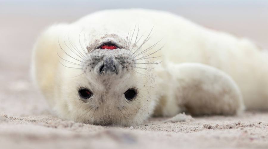 Cucciolo di foca artica