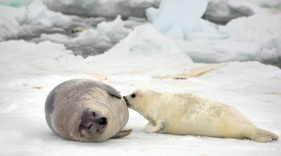 Cucciolo di foca si nutre del latte materno