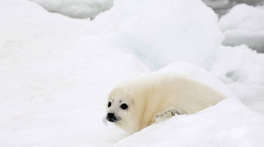 Cucciolo di foca artica