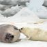 Cucciolo di foca si nutre del latte materno