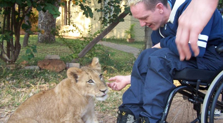 Leone, uno dei Big Five e simbolo del parco