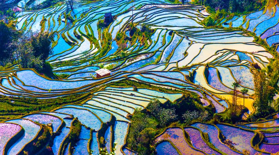 Terrazzamenti di risaie nello Yunnan