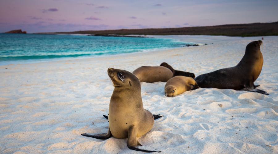 Leoni marini delle Galapagos