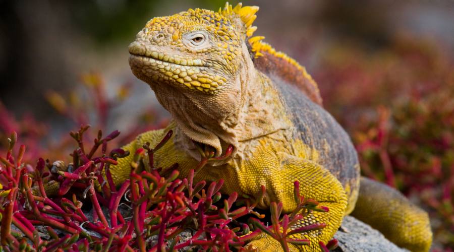 Iguana sulle rocce