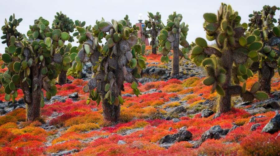 Paesaggio delle Galapagos