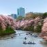 Uno dei parchi di Tokyo in Primavera