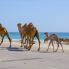 Animali della zona (cammelli)