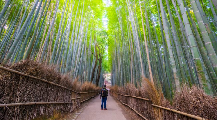 Kyoto: Foresta di Bambu' di Arashiyama