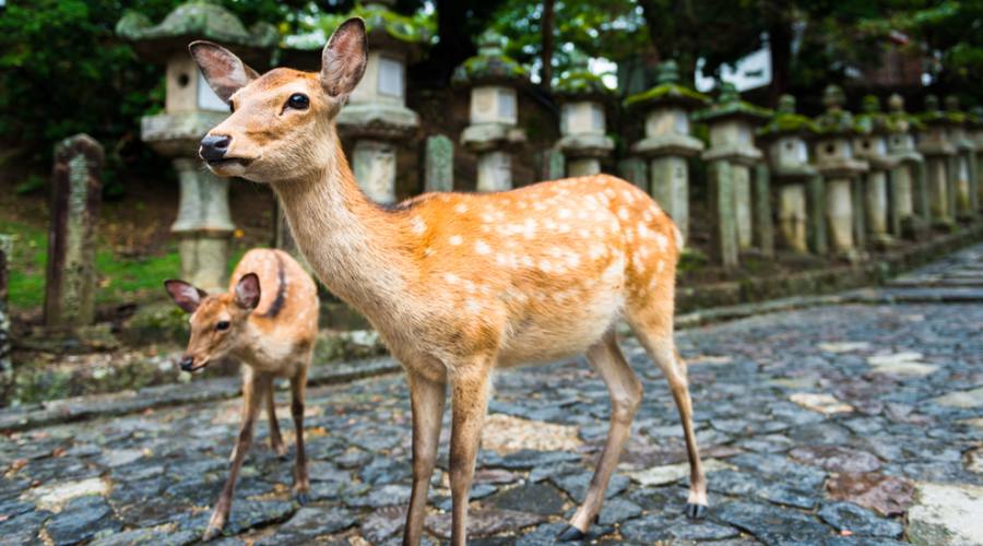 I cervi di Nara