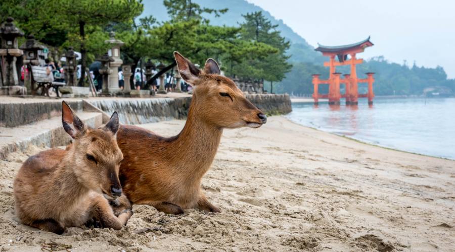 L'isola di Miyajima