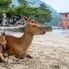 L'isola di Miyajima