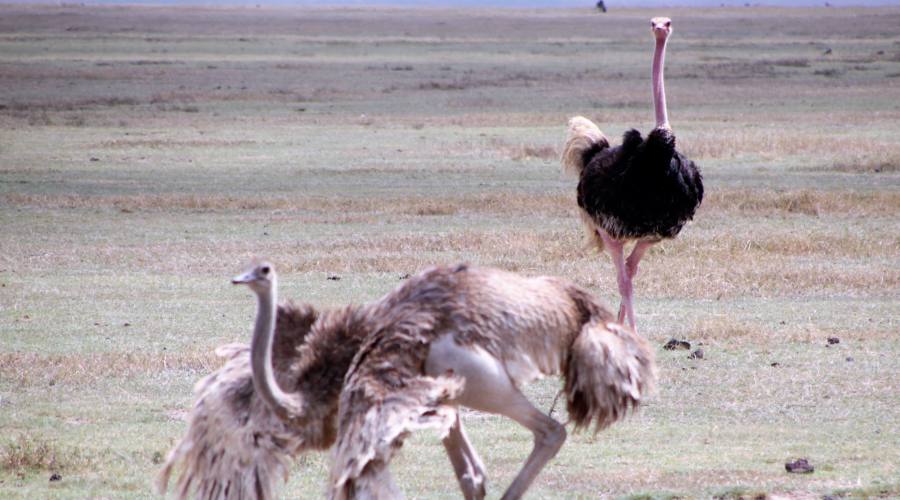 Ngorongoro