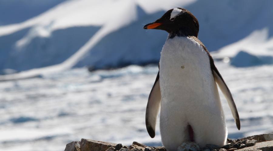 Pinguino Gentoo