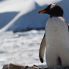 Pinguino Gentoo