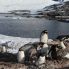colonia di Pinguini Gentoo