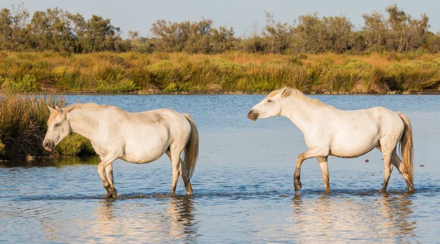 In Camargue