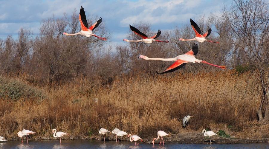 Camargue, fenicotteri