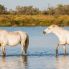 In Camargue