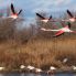 Camargue, fenicotteri