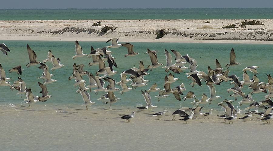 ...sulla spiaggia di Salalah