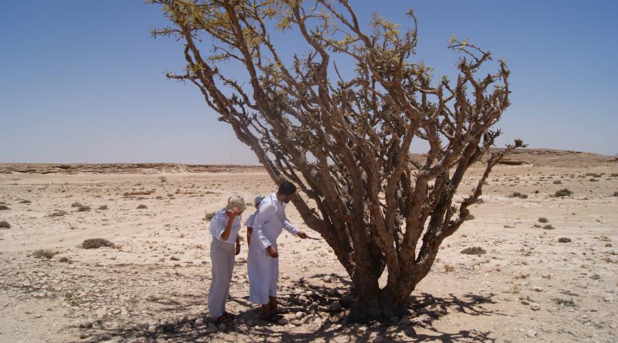 Albero d'incenso a Salalah