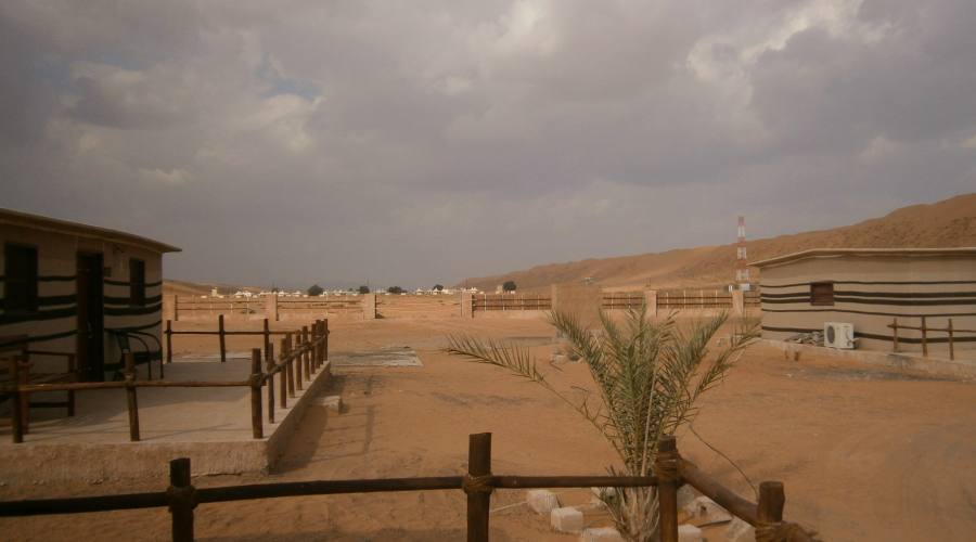 Arabian Oryix camp