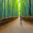 La foresta di bambu' di Arashiyama, raggiungibile da Kyoto