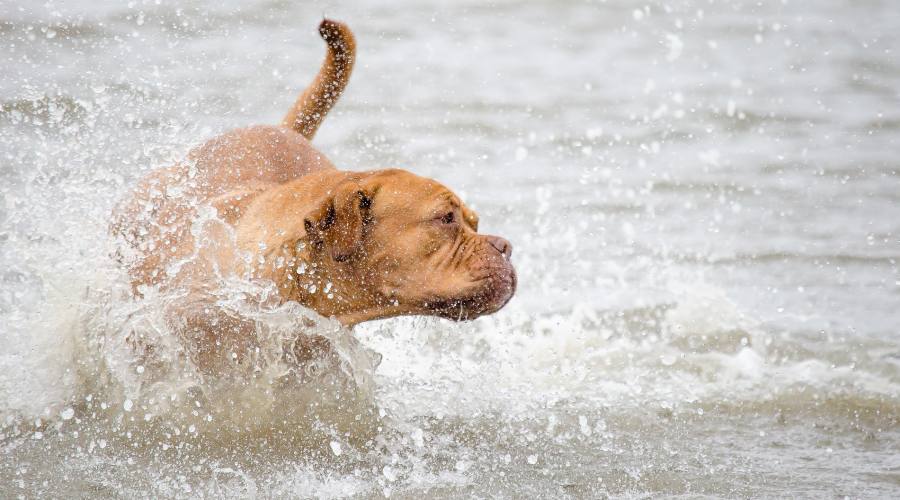 Divertimento in acqua