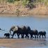 Elefanti sullo Zambesi River