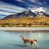 Guanaco nel Parco delle Torri del Paine