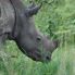 Rinoceronte a Ziwa