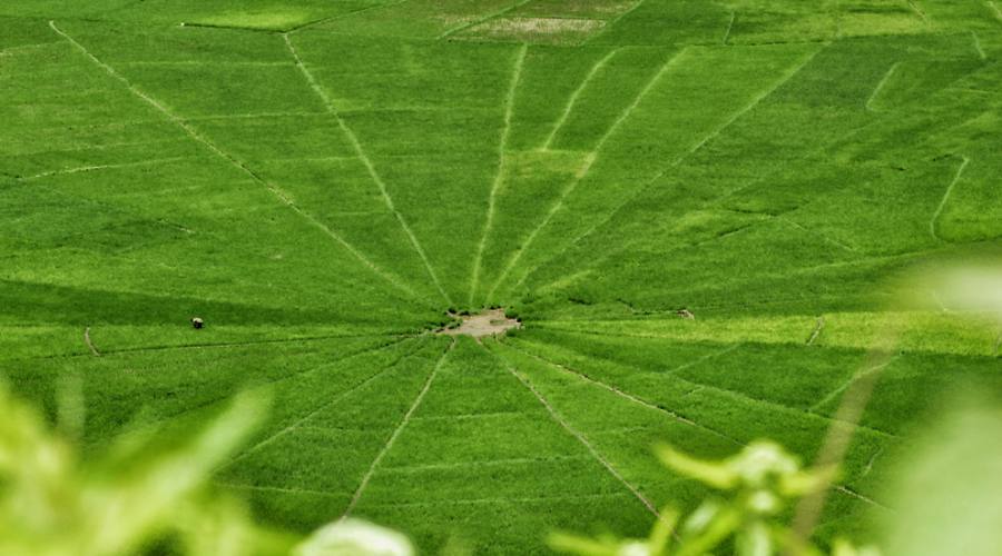 campi di riso a forma di ragno a cancar