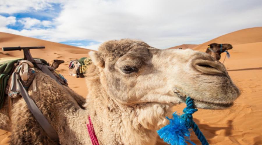 Dromedario del deserto