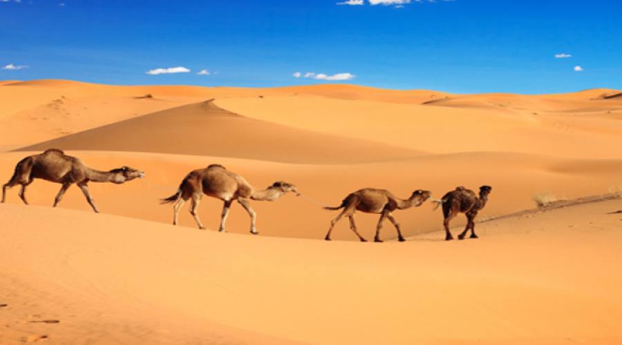 Sahara Desert