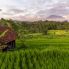 Le risaie di Bali