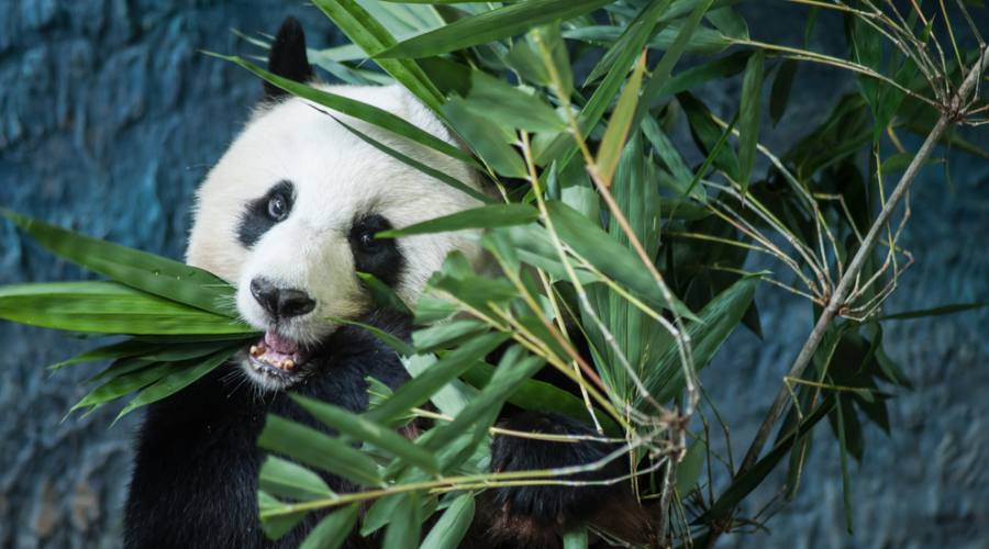 Chengdu: Panda gigante