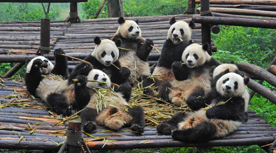 Chendu: Centro Conservazione Panda