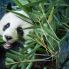 Chnegdu: Panda gigante