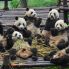 Chengdu: Centro Conservazione Panda