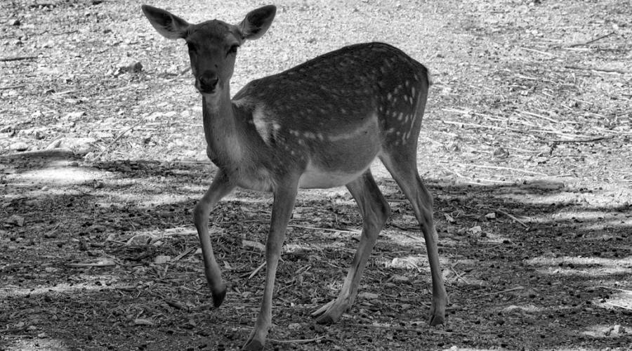 Natura, cucciolo di daino