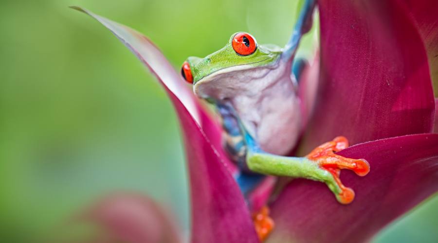 Red Eyes Tree Frog