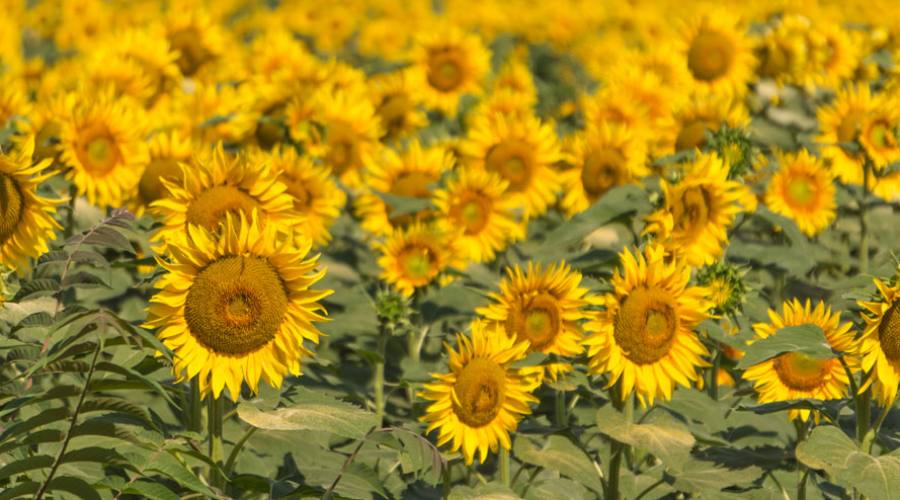 Gli splendidi Girasoli