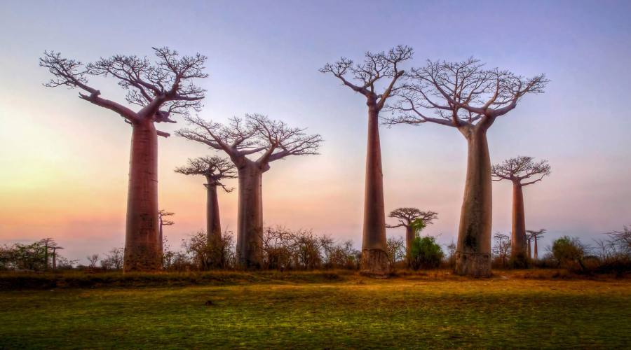 Viale dei Baobab
