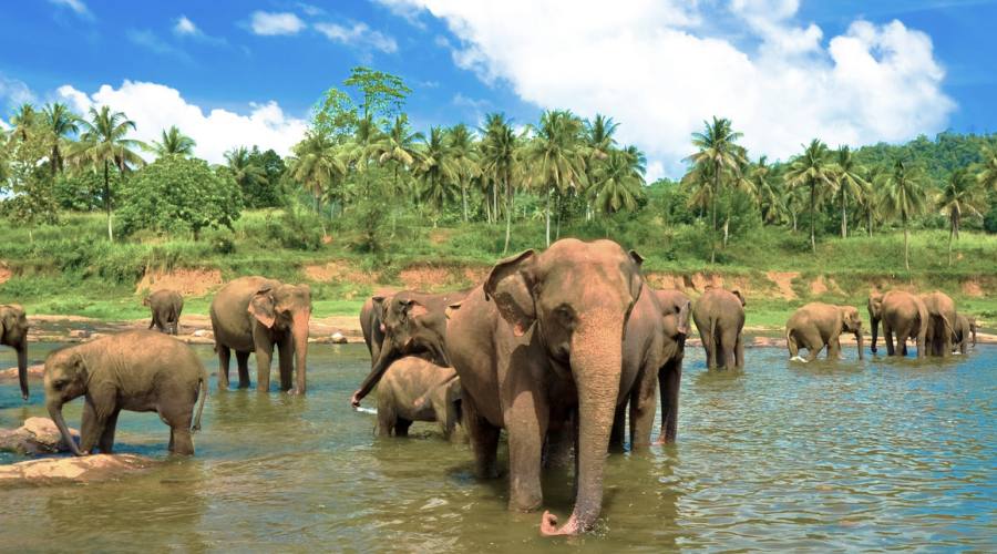 Sri Lanka Pinnawala Elephant Orfanage