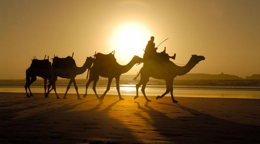 Arabian desert