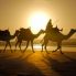 Arabian desert