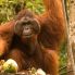 centro di conservazione degli oranghi di Semenggoh