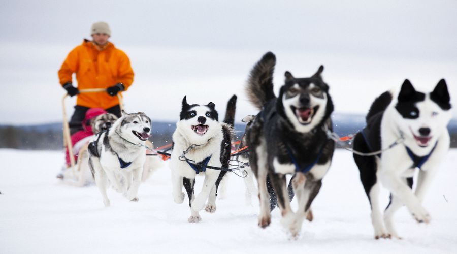 In Slitta con i Cani Husky